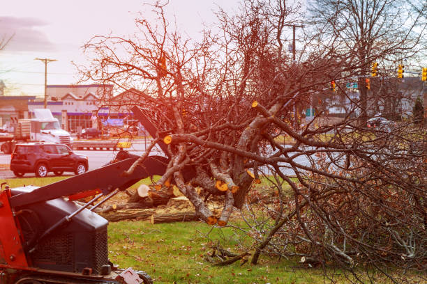 Reliable North Falmouth, MA Tree Removal Services Solutions